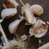 Organically Grown Georgia Garlic - Image 3