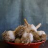 Organically Grown Georgia Garlic