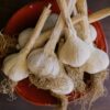 Organically Grown Georgia Garlic - Image 2