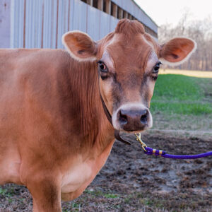 Feed a Cow for a Week