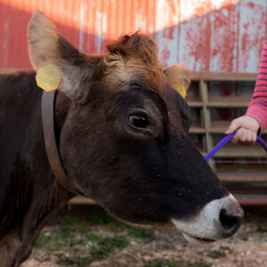 Feed a Cow for a Day