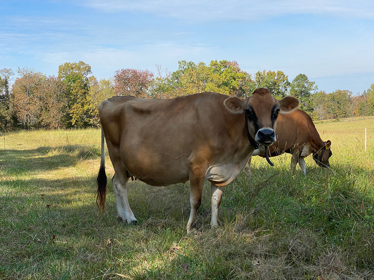 Jersey Cows My Dad & Me Family Farm